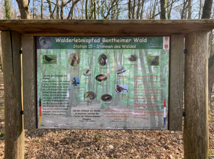 Bentheimer Wald